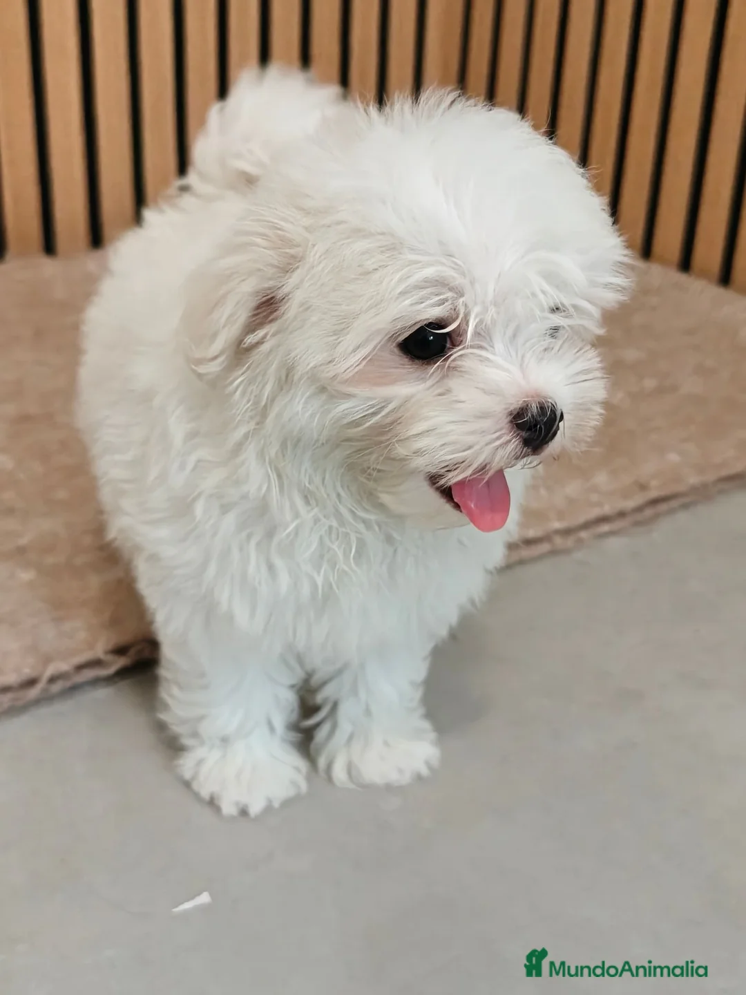 Bichón Maltés perros en venta: Bichón maltes Hembra disponibles  - Anuncio 2