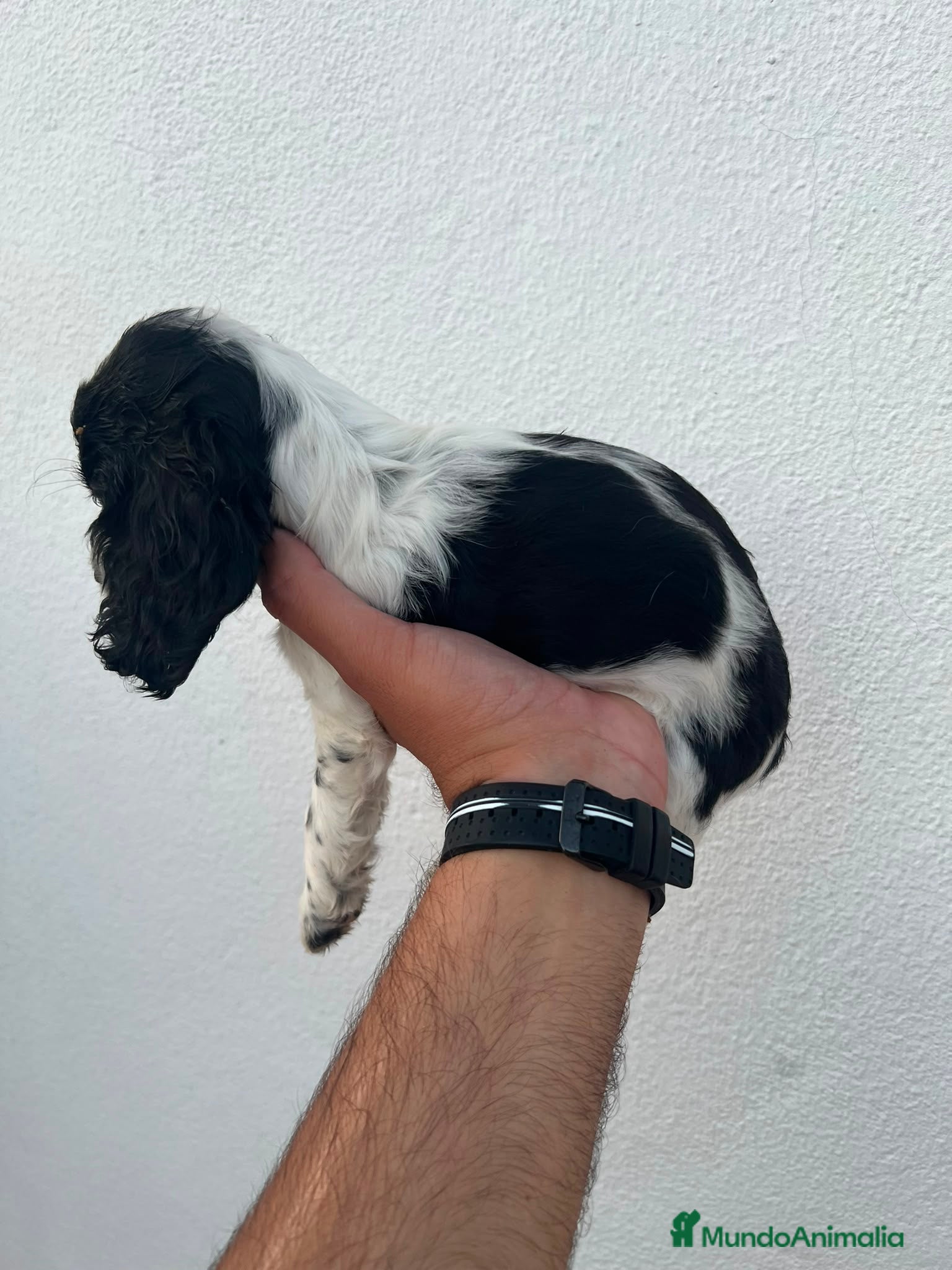 Cocker Spaniel Inglés perros Camada de Cocker Económica - Anuncio 1
