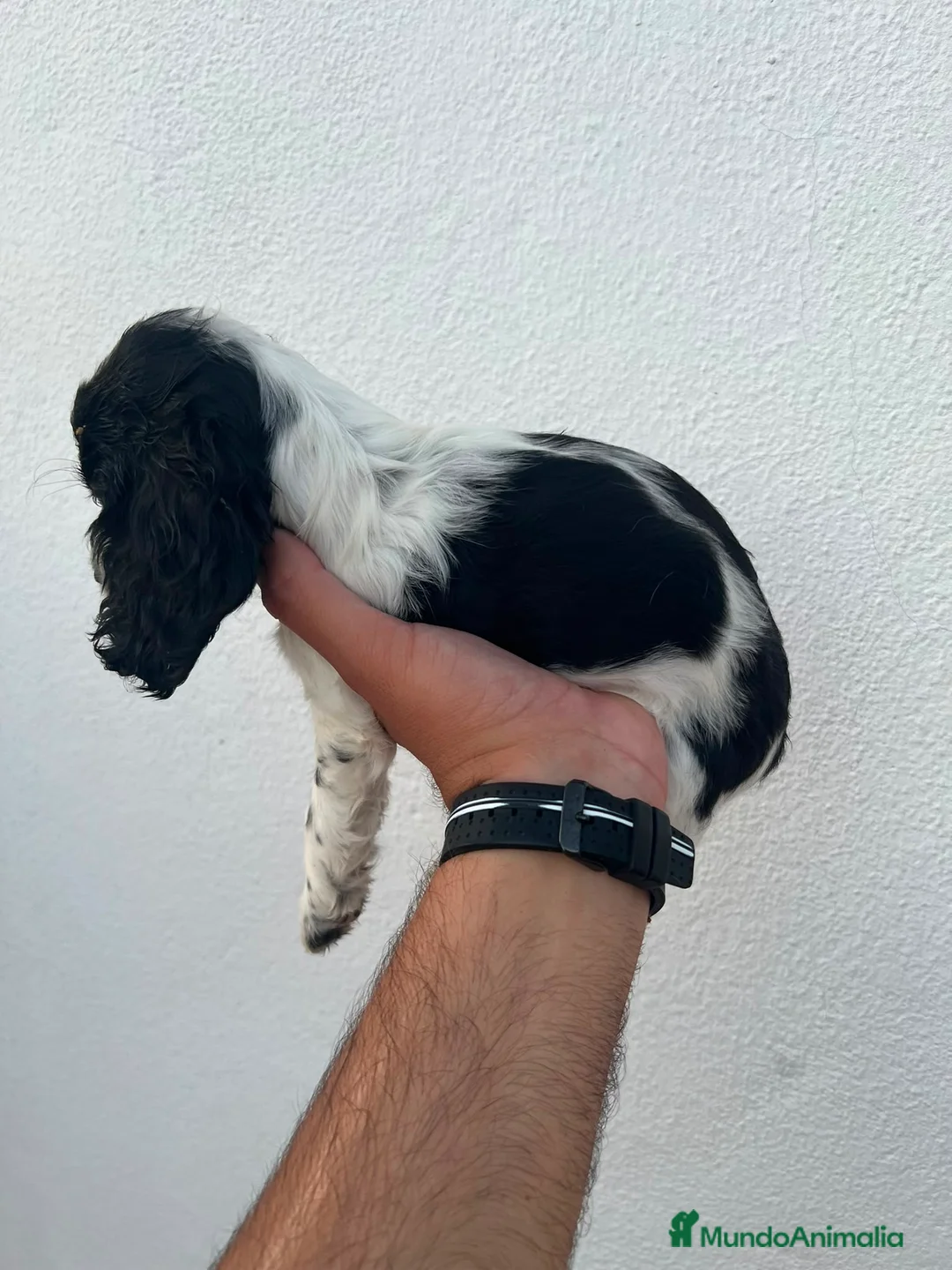 Cocker Spaniel Inglés perros en venta: Camada de Cocker Económica - Anuncio 1