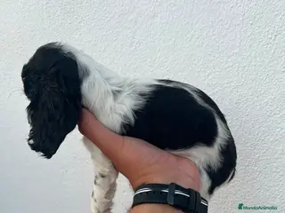Cocker Spaniel Inglés perros Camada de Cocker Económica - Anuncio 1