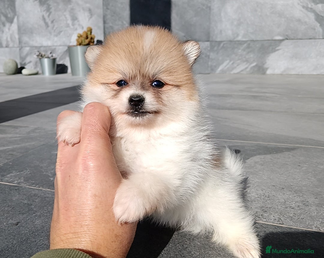 Pomerania perros en venta: Pomerania  - Anuncio 4