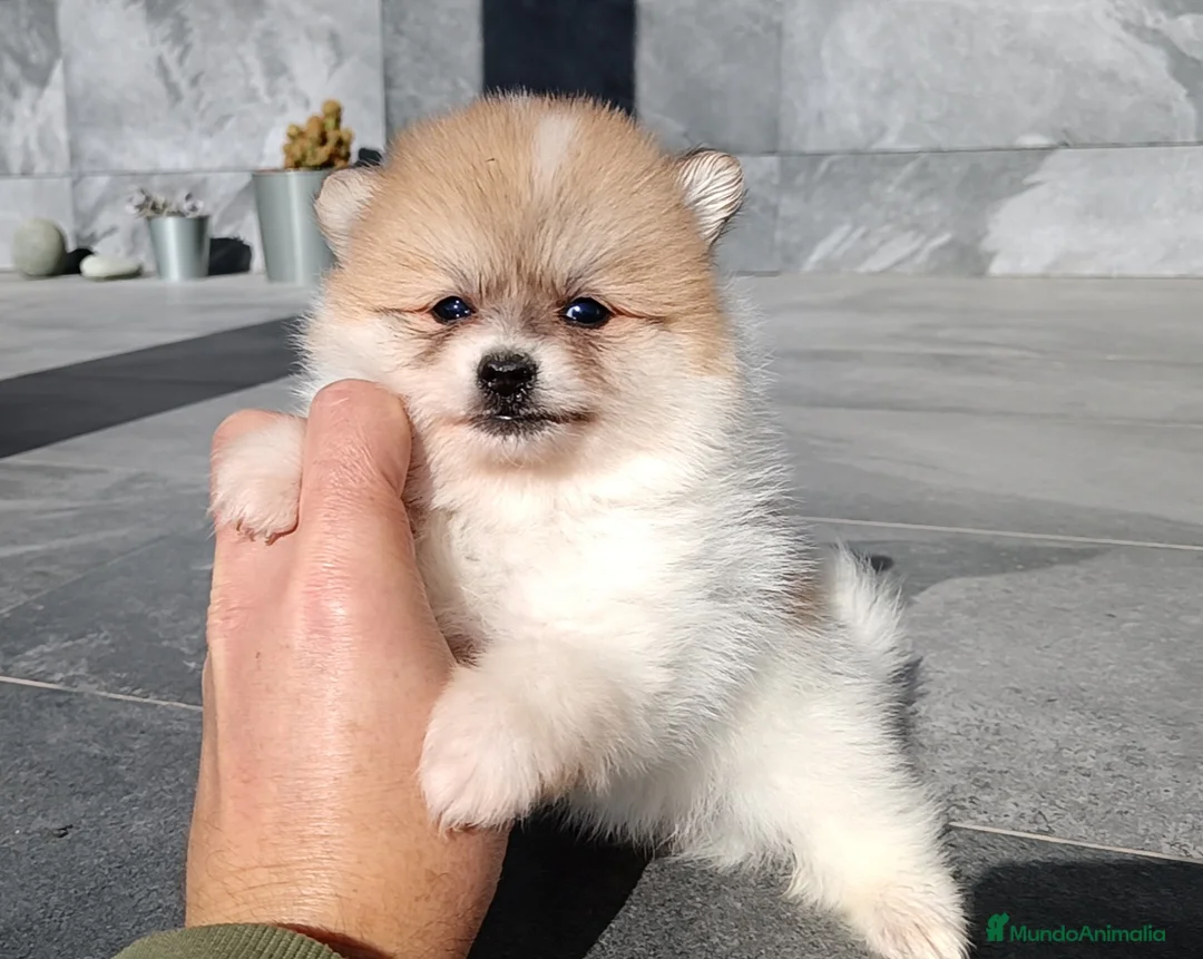Pomerania perros en venta: Pomerania  - Anuncio 4