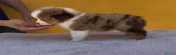 Pastor Miniatura Americano perros en venta: Cachorros de pastor americano merle  - Anuncio 19