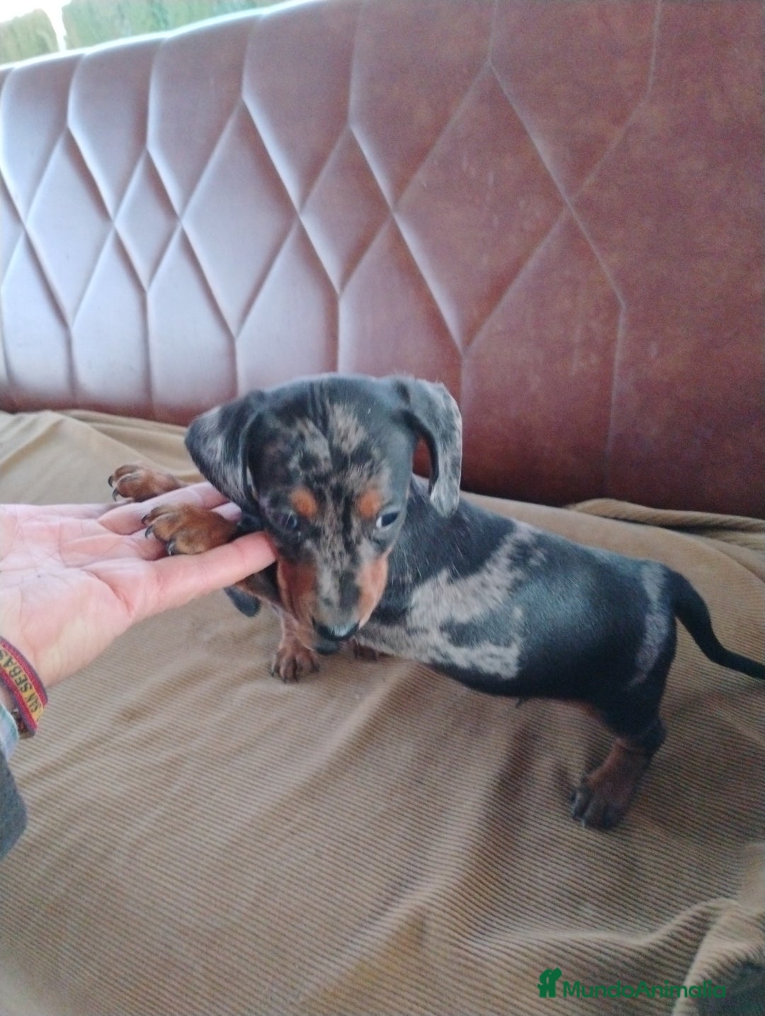 Teckel Miniatura perros en venta: Cachorro macho teckel arlequín plata  - Anuncio 3