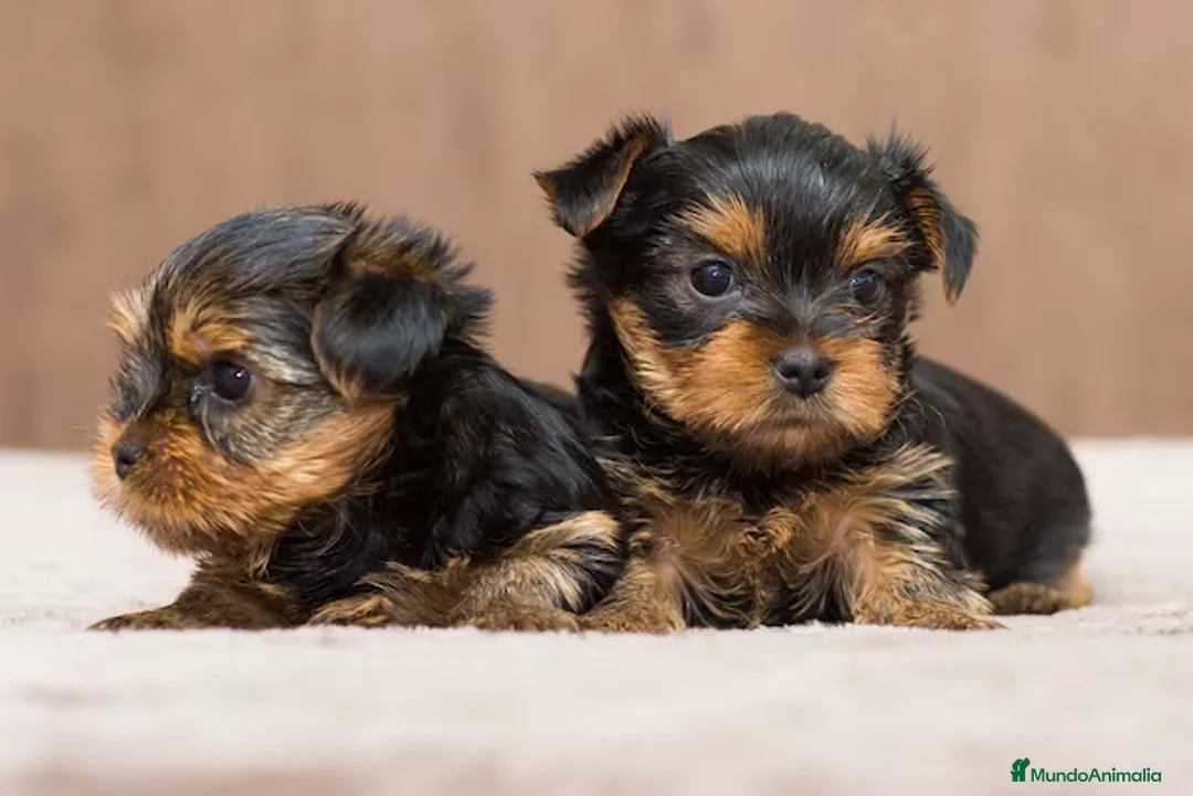 Yorkshire Terrier perros en venta: Cachorritos yorki - Anuncio 2