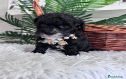 Caniche Toy perros en venta: CANICHE TOY - Anuncio 3