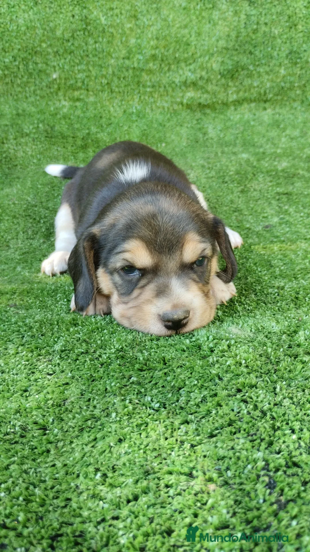 Beagle perros en venta: Beagle Hembra y Macho - Anuncio 2