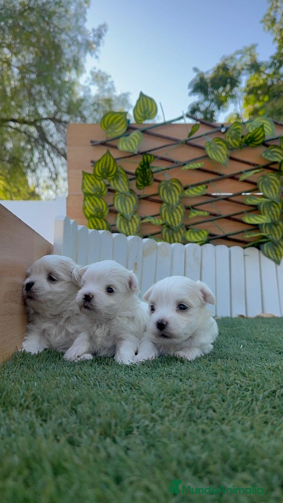 Bichón Maltés perros en venta: BICHÓN MALTÉS  - Imagen 15