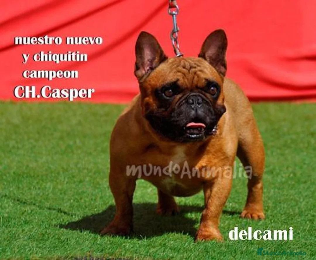 Imagen de galería {{count}}