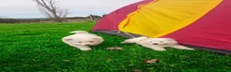 Samoyedo perros en venta: PRECIOSOS SAMOYEDOS PARA RESERVA - Anuncio 3