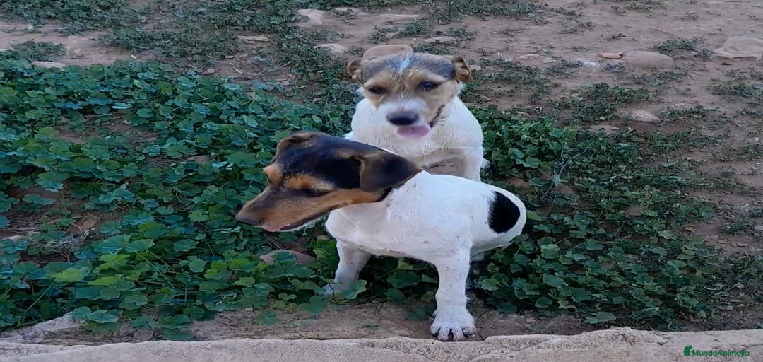 Imagen de galería {{count}}