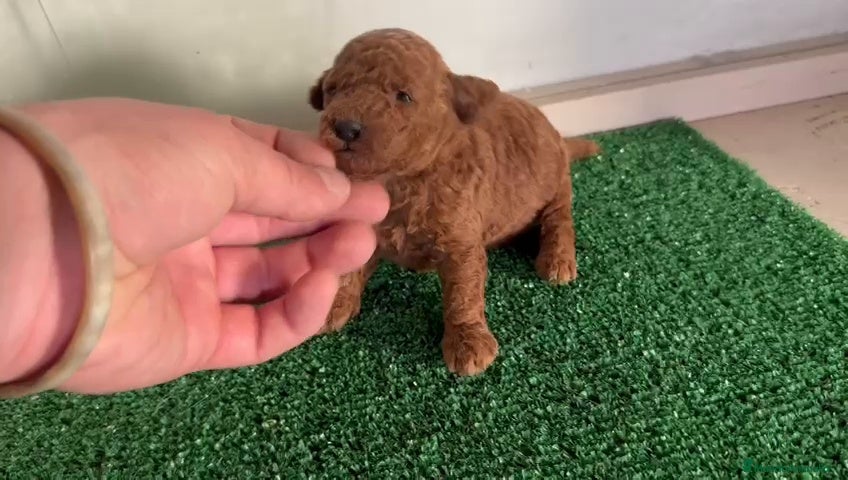 Caniche Toy perros Caniches  - Anuncio 1