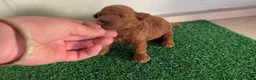 Caniche Toy perros en venta: Caniches  - Anuncio 1