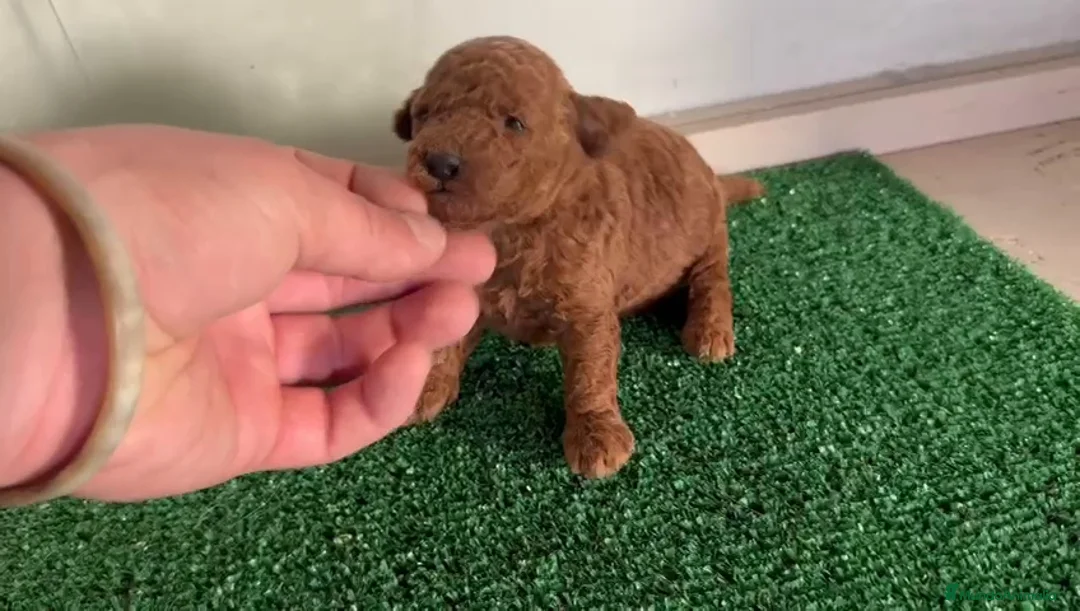 Caniche Toy perros en venta: Caniches  - Anuncio 1