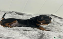 Pinscher Miniatura perros en venta: Pinscher miniatura  - Imagen 1