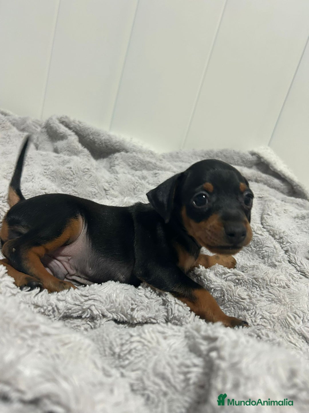 Pinscher Miniatura perros en venta: Pinscher miniatura  - Imagen 1