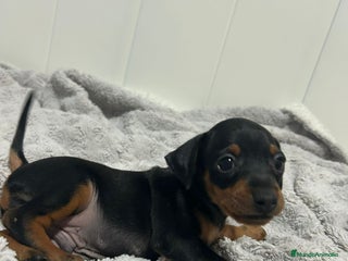 Pinscher Miniatura perros - Anuncio 4