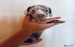 Teckel Miniatura perros en venta: EXCLUSIVO TECKEL MINIATURA OJOS AZULES - Imagen 3