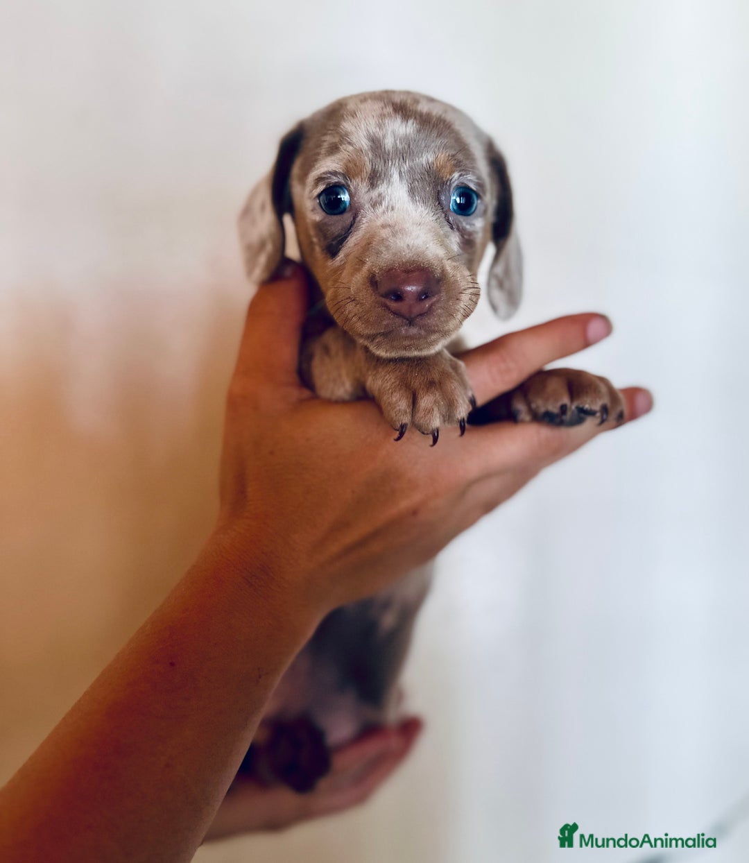 Teckel Miniatura perros en venta: EXCLUSIVO TECKEL MINIATURA OJOS AZULES - Imagen 3
