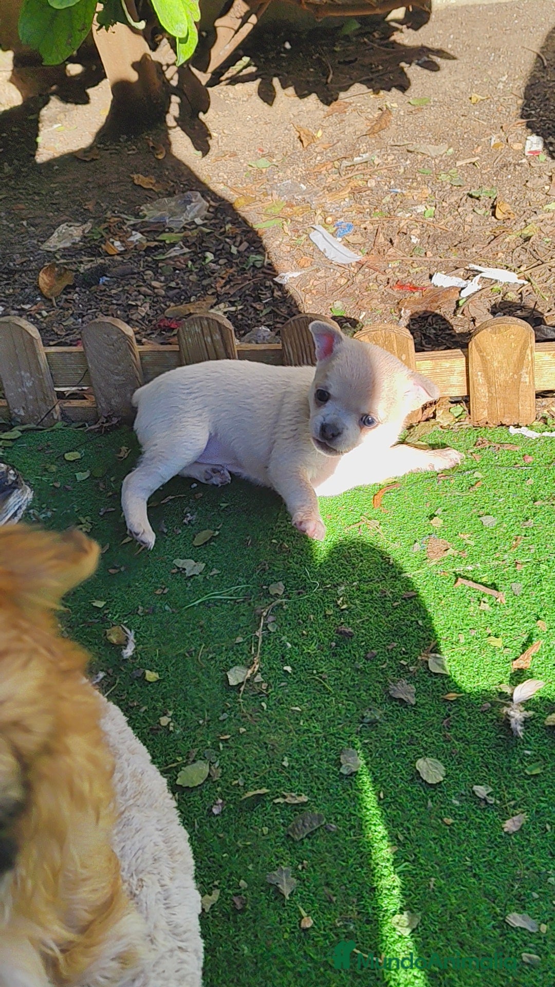 Chihuahua perros en venta: Chihuahua crema hembra  - Anuncio 1