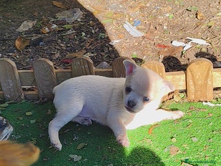 Chihuahua perros Chihuahua crema hembra - Anuncio 1