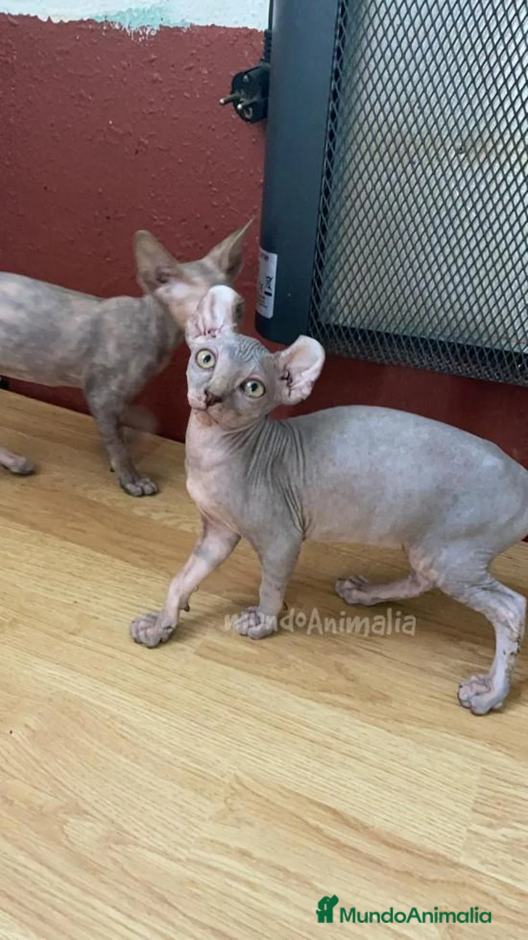 Imagen de galería {{count}}