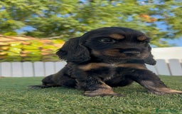 Cocker Spaniel Inglés perros en venta: COCKER SPANIEL INGLES - Imagen 6