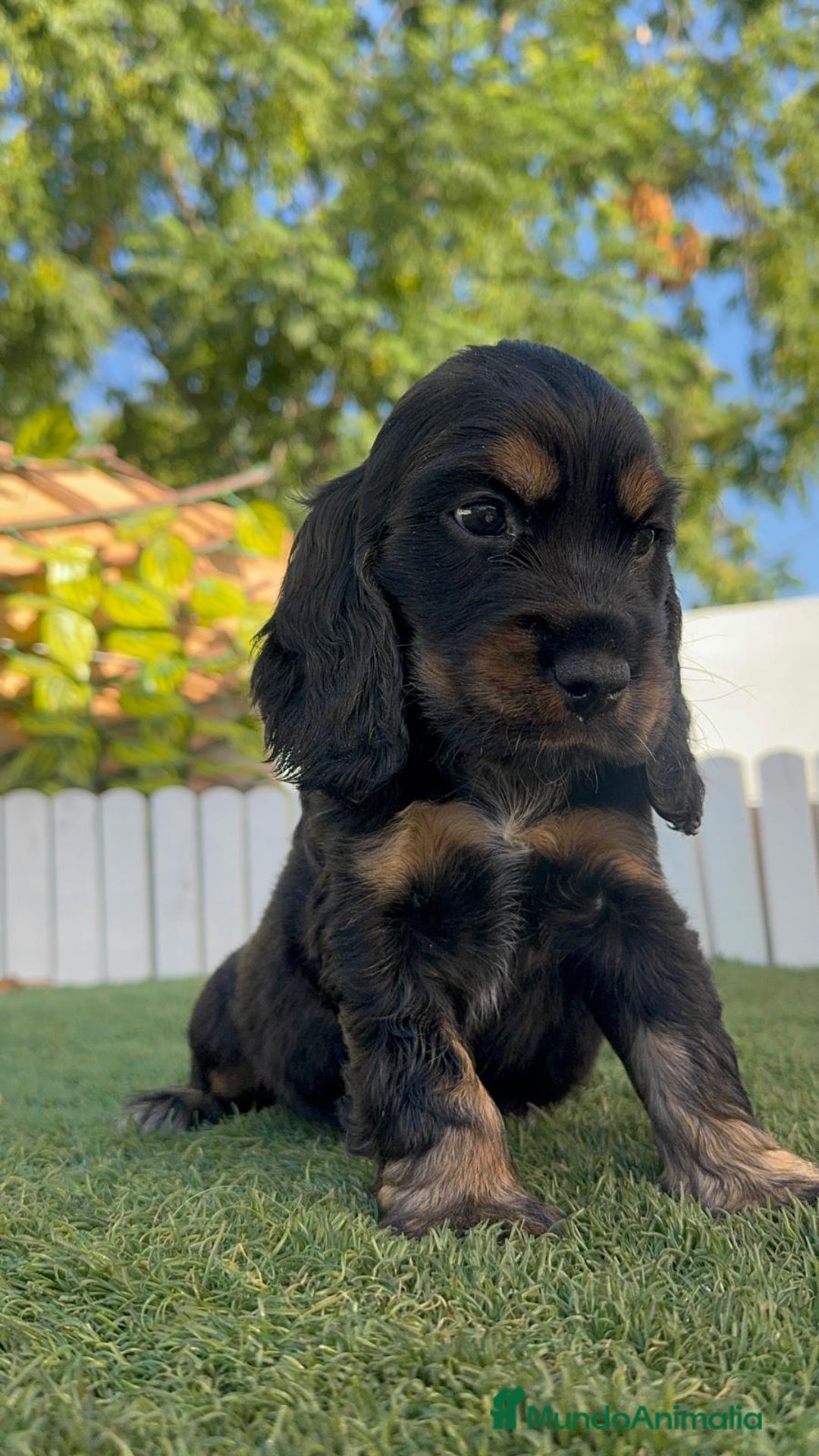 Cocker Spaniel Inglés perros en venta: COCKER SPANIEL INGLES - Imagen 6