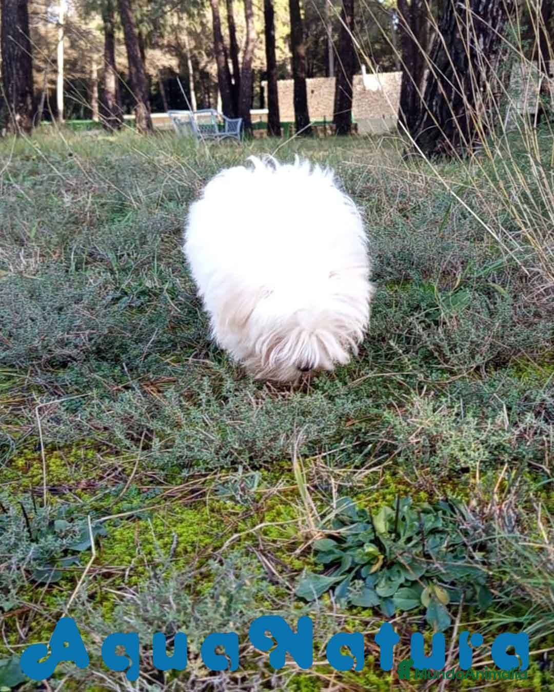Bichón Maltés perros en venta: Bichon Maltes Macho de Cora 4566 AQUANATURA - Anuncio 7
