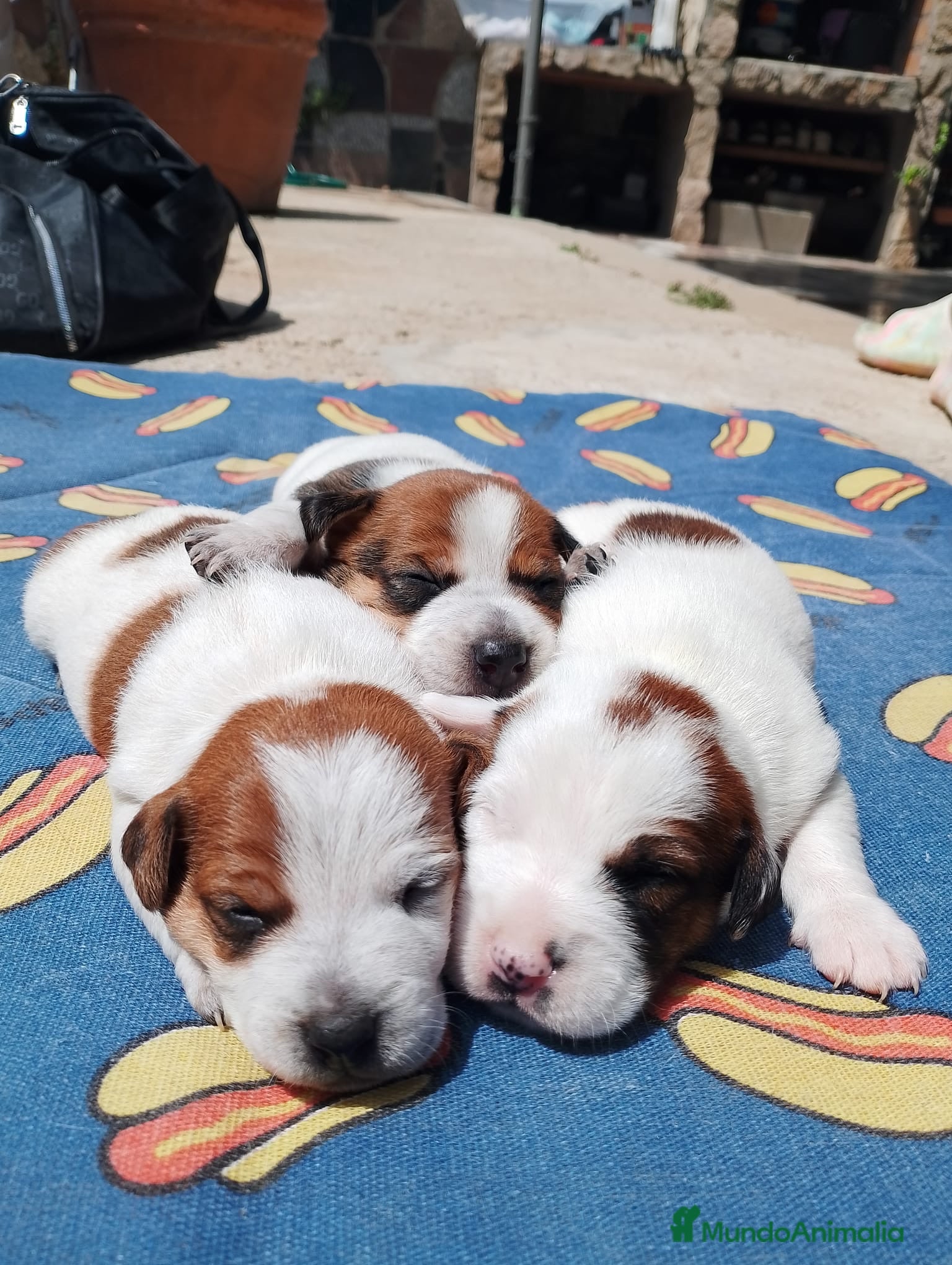 Jack Russell Terrier perros Jack Russell Puppies 🐶 - Anuncio 1