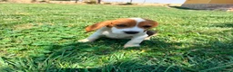 Beagle perros en venta: Beagle - Anuncio 2