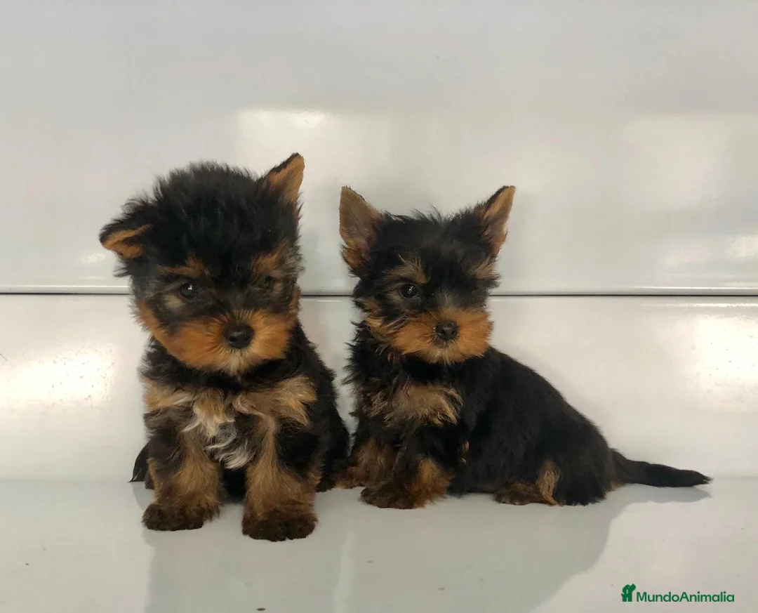Yorkshire Terrier perros en venta: Yorkshire terrier toy - Anuncio 4