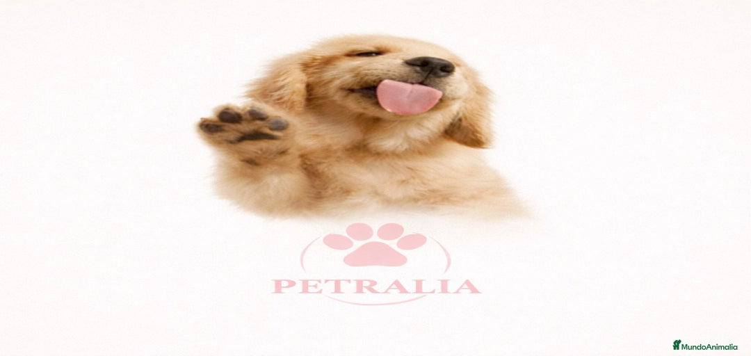 Imagen de galería {{count}}