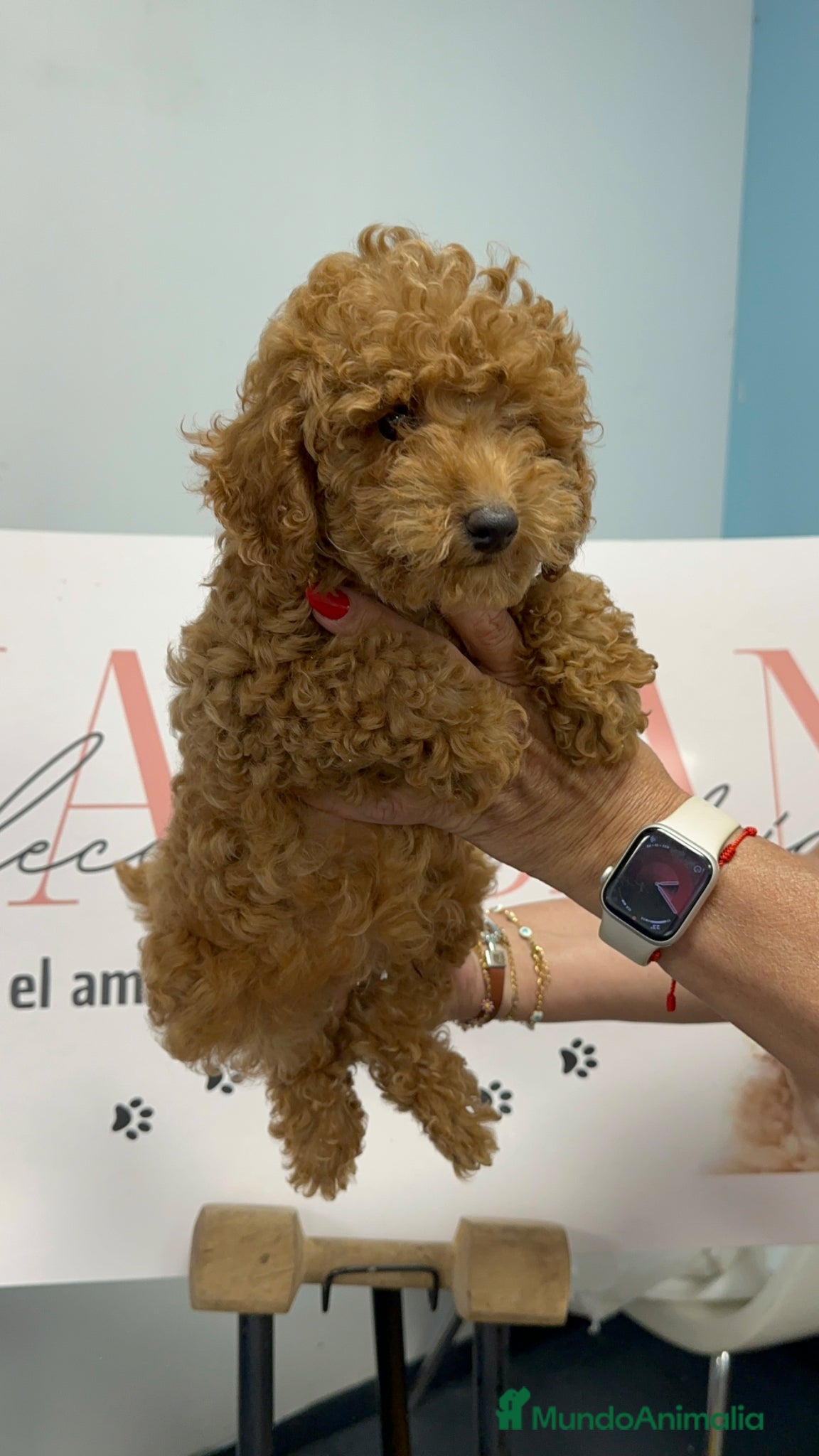 Caniche Toy perros Caniche Toy Rojo Disponible ✨🐩 - Anuncio 2