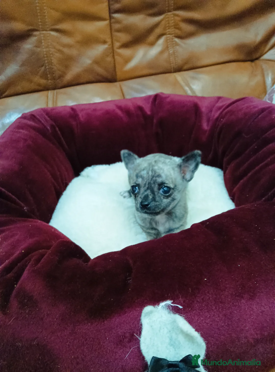 Chihuahua perros en venta: CHIHUAHUA TOY - Anuncio 2