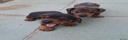 Teckel perros en venta: Teckel  - Anuncio 2