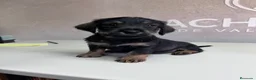 Raza Mixta perros en venta: Cachorritos  - Anuncio 4
