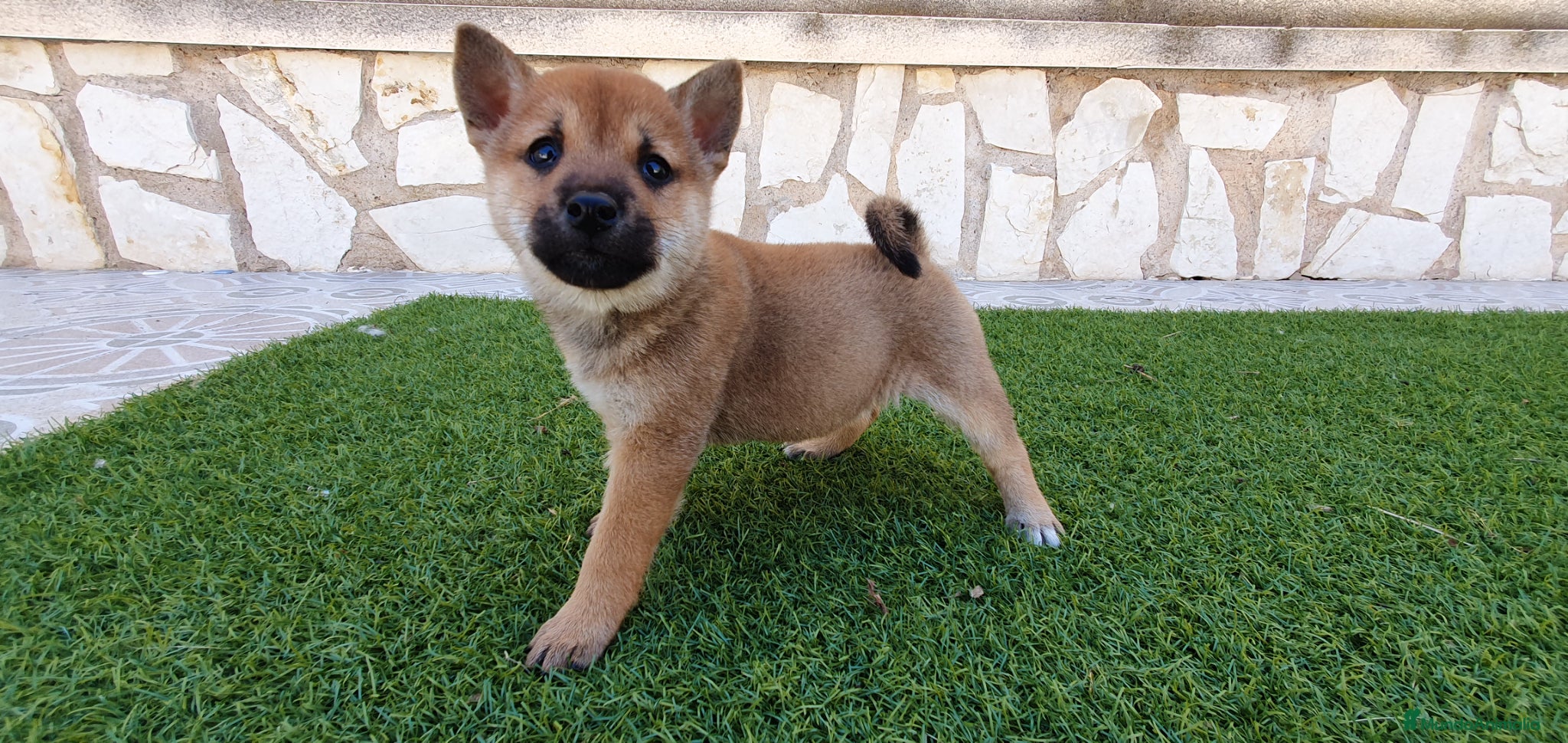 Shiba Inu perros Shiba Inu Calidad Top - Anuncio 1