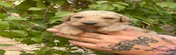 Caniche Gigante perros en venta: Caniche gigante  - Anuncio 2