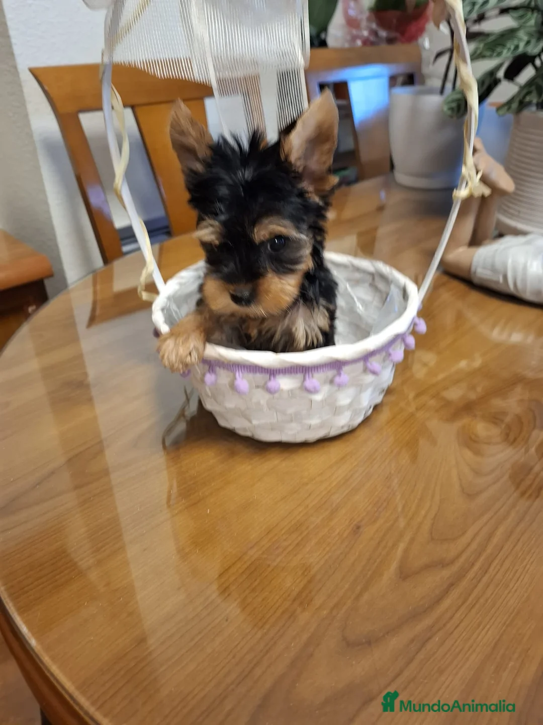 Yorkshire Terrier perros en venta: Yorkshire Terrier  en Barcelona - Anuncio 3