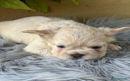 Bulldog Francés perros en venta: BULLDOG FRANCÉS FLUFFY PLATINUM - Imagen 2