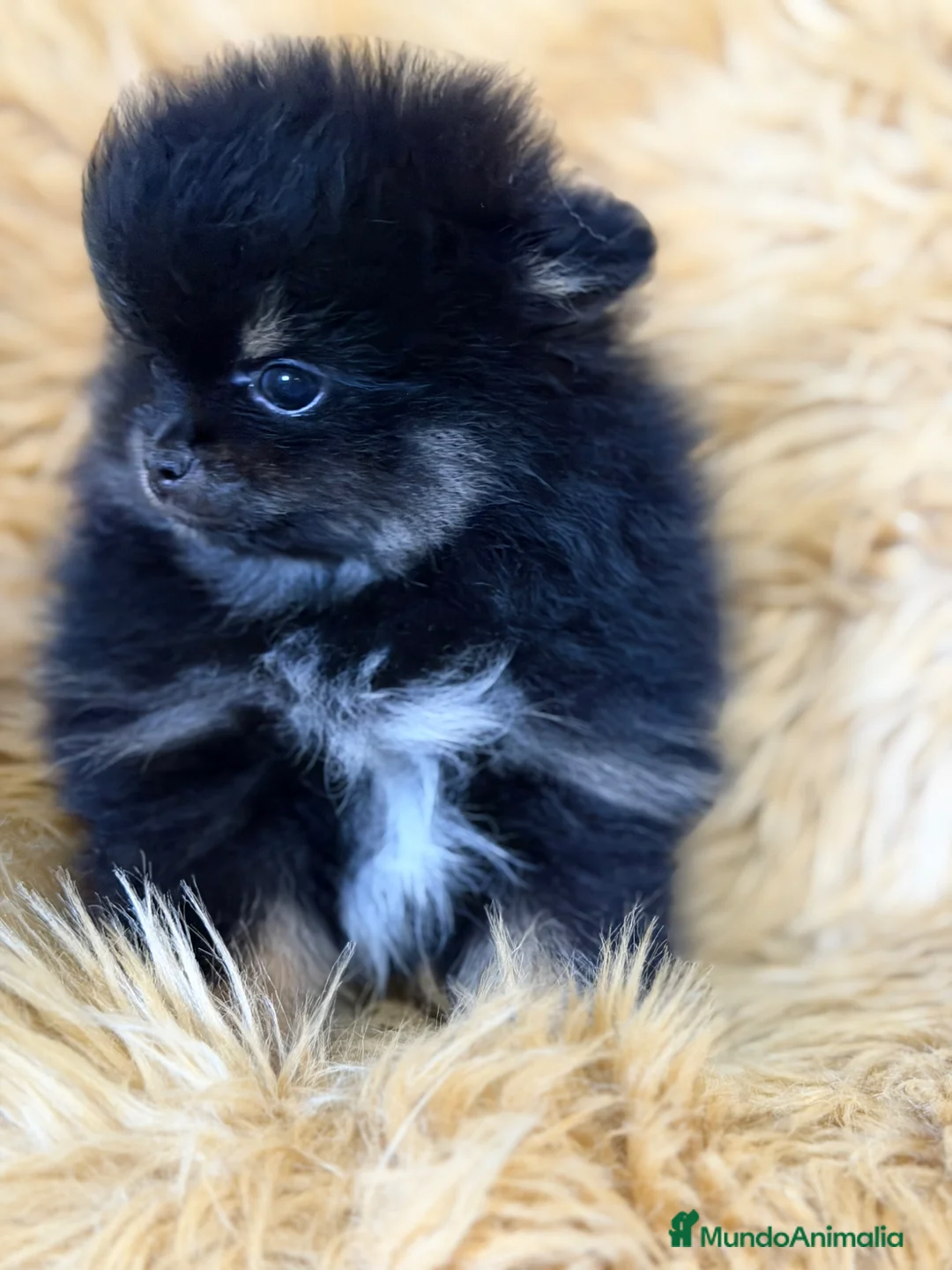 Pomerania perros en venta: Pomerania cara oso  - Anuncio 9