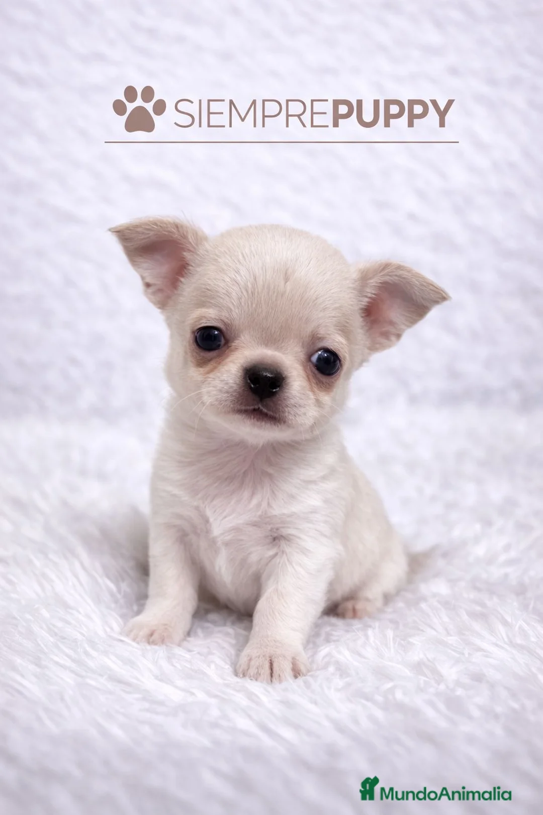 Chihuahua perros en venta: CHIHUAHUA MINI TOY - Anuncio 1