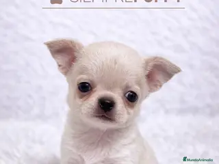 Chihuahua perros CHIHUAHUA MINI TOY - Anuncio 2