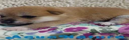Shiba Inu perros en venta: Shiba Inu Macho de Maya y Silvio 1830- AQUANATURA en Barcelona - Anuncio 5