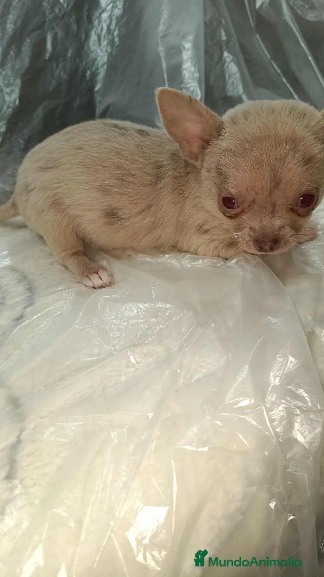 Chihuahua perros en venta: Macho chihuahua micro Toy  - Anuncio 4