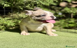Bulldog Francés perros en venta: Bulldog francés muy buena morfología  - Imagen 1