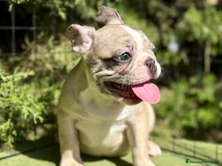 Bulldog Francés perros - Anuncio 19