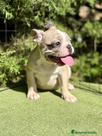 Bulldog Francés perros - Anuncio 18