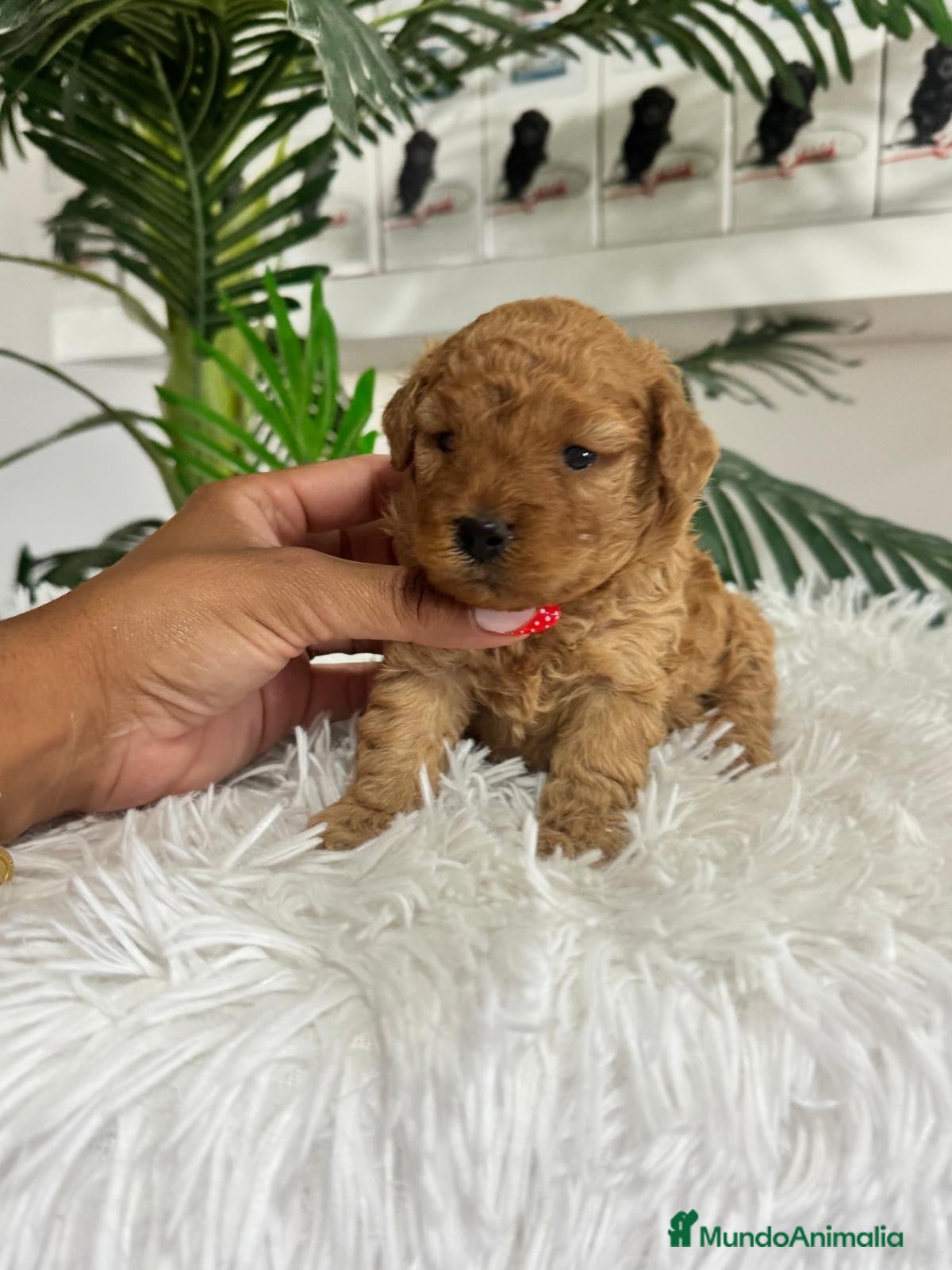 Caniche Toy perros CANICHE HEMBRA  - Anuncio 2